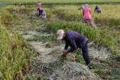 Bangladeshi labourers harvest paddy from the field in Munshiganj