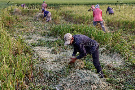 Bangladeshi labourers harvest paddy from the field in Munshiganj