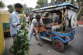 A man holds a goat as he tries to put it inside an e-rickshaw outside a livestock market ahead of the Eid al-Adha festival in the old quarters of Delhi