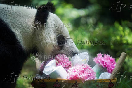 Giant panda Xin Xin celebrates its 35th birthday at the Chapultepec Zoo in Mexico City