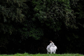 A goat stands in a field, in Lullymore