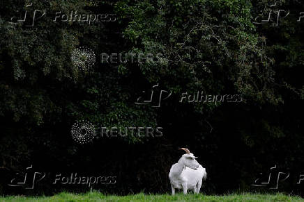 A goat stands in a field, in Lullymore