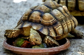 Animals at Skopje zoo receive frozen fruit amid heatwave