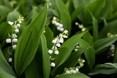 French horticultural industry gears up for May 1st celebrations