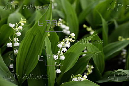 French horticultural industry gears up for May 1st celebrations
