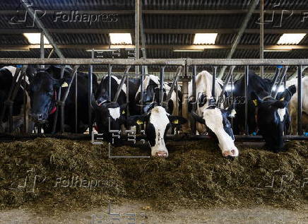 Sustainable farming efforts advance in North Holland dairy farms