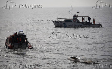 A sei whale is found dead off the coast of Buenos Aires