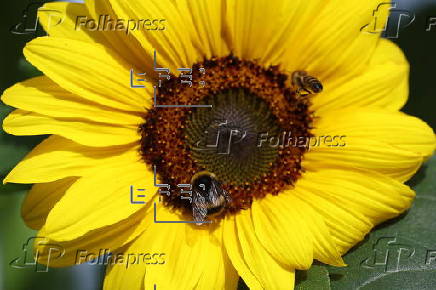 Asian hornets threaten native UK bees