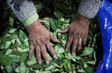 Inside a coca farm and market in Bolivia's countryside ahead of the general election