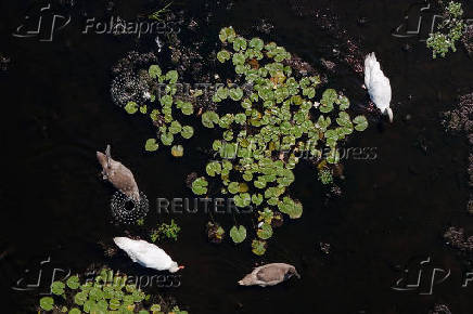 Waterfowl swim in the Charles River in Needham