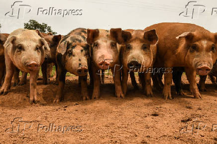 Fazenda de criação de porcos em São José do Rio Pardo, em SP