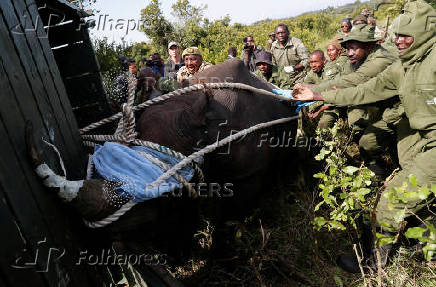 KWS rangers translocate endangered black rhinos from the Ol Pejeta Conservancy to establish a new breeding population at the Segera Conservancy in Laikipia