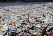 A cattle egret walks on a beach littered with garbage in Mumbai