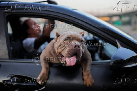 A dog hangs out of a car window in Los Angeles