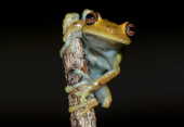 Perereca verde (Hypsiboas sp.). 