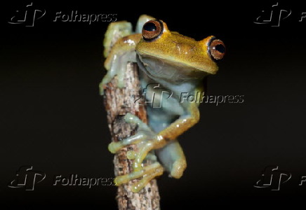 Perereca verde (Hypsiboas sp.).