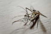 Macrofotografia de um mosquito Aedes Aegypti