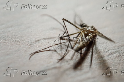 Macrofotografia de um mosquito Aedes Aegypti