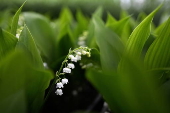 French horticultural industry gears up for May 1st celebrations