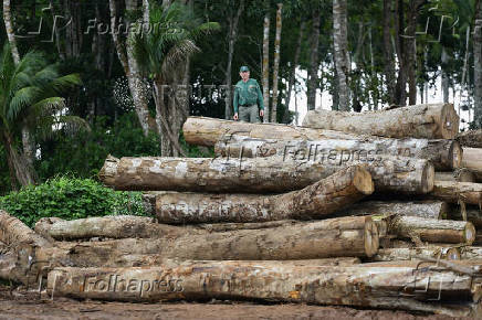 Illegal loggers are key players in carbon credit schemes in Brazil