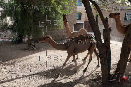 Climate change impacts herders in Yemen