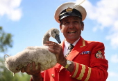 Annual swan upping ceremony along the River Thames