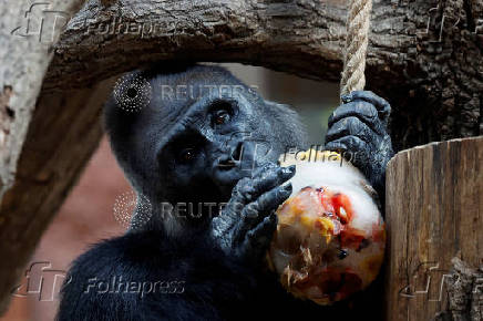 Prague zoo keeps animals cool with ice cream