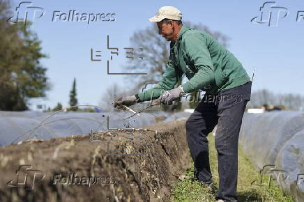 Spring asparagus harvest in Germany