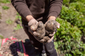Leonel, el joven boliviano que lucha por preservar hasta 40 variedades de papas nativas