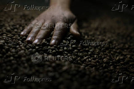 Coffee beans plantation near Brasilia