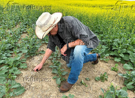 Canadian crops look good but resting on knife's edge at mid season