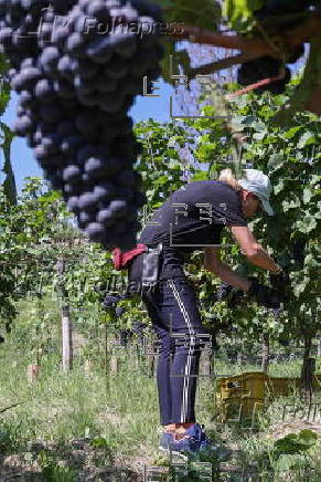 First harvest of grapes in renowned wine-growing region in Italy