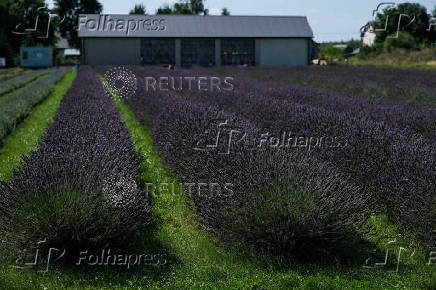 A general view shows a lavender field in the summer season, in Purzec