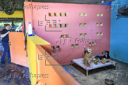Animal NGO rescues homeless pets after owners deported from the US