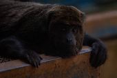 Macaco bugio no Cemacas