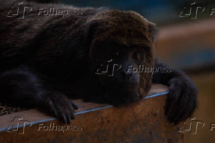 Macaco bugio no Cemacas
