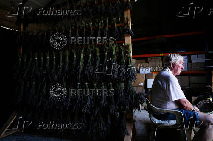 A man works with lavender, in Nowy Pozog