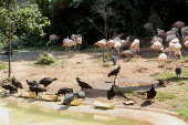 Urubus invadem o zoologico de Sao Paulo