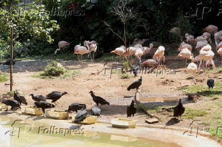 Urubus invadem o zoologico de Sao Paulo
