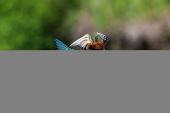 Bee-eaters (Merops apiaster) in Buszkowice