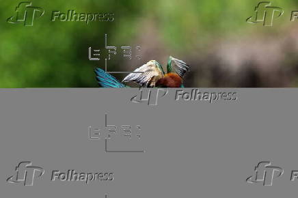 Bee-eaters (Merops apiaster) in Buszkowice