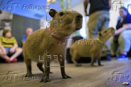 Florida animal cafe offers capybara encounters