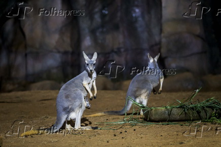 Cangurus que vieram do Texas (EUA), para o Aquário de São Paulo
