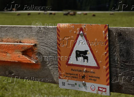 Cattle graze behind a warning sign on an alpine pasture near Ehrwald