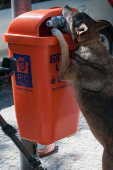 Clean Up Day em Copacabana