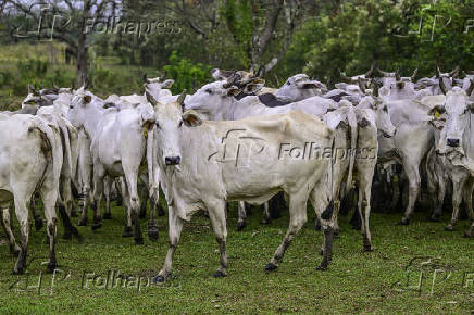 Gado de corte é manejado em pasto em São José dos Campos