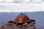 The loggerhead sea turtle (Caretta Caretta), named Amadora, is released on the beach of Sardina del Norte