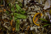 Galinhas se alimentam de restos em leira de compostagem em SJC