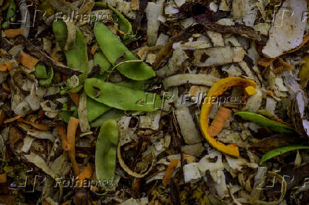 Galinhas se alimentam de restos em leira de compostagem em SJC