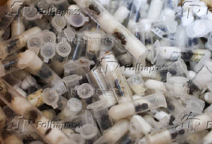 Samples of garden ants concealed in syringes are presented to court as two Belgian nationals, a Vietnamese and a Kenyan national appeared for the hearing of their case, in Nairobi